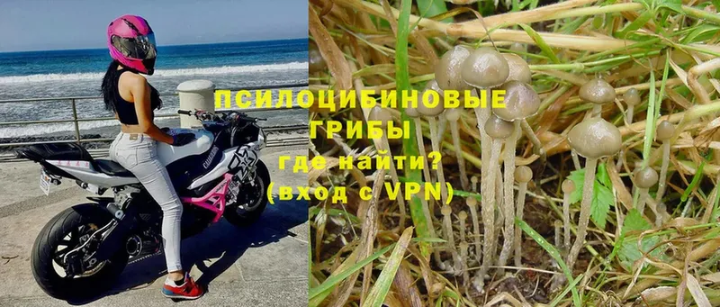 цена наркотик  Киреевск  Галлюциногенные грибы Psilocybe 